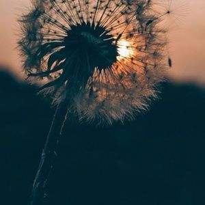 Meet your Posher, Alisha